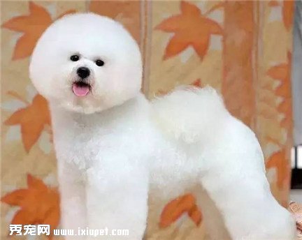 比熊犬吃什么？比熊犬不能吃的食物是什么？