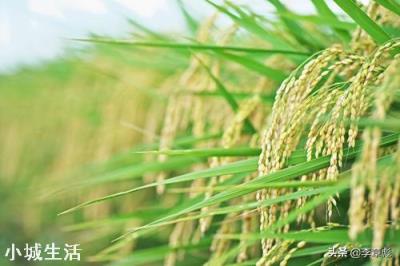 水稻田根系害虫怎么防治？