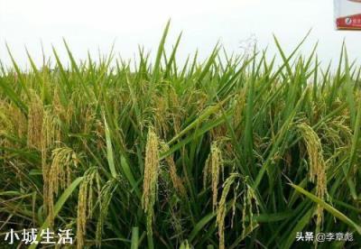 水稻田根系害虫怎么防治？