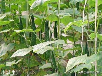 农业用药三唑酮主治哪些病虫害？