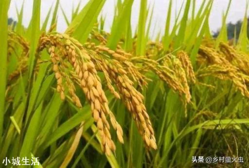 农业用药三唑酮主治哪些病虫害？