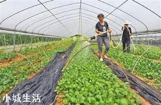农业用药三唑酮主治哪些病虫害？
