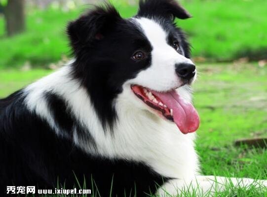 边境牧羊犬吃什么食物比较好?