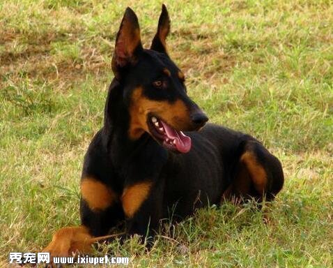 怎样挑选小杜宾犬？买小杜宾犬需注意什么？
