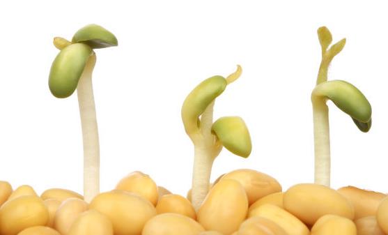 推荐瘦身丰胸的黄豆菜 黄豆的10大功效