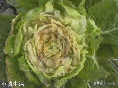 白菜出现干烧心是什么原因？