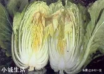 白菜出现干烧心是什么原因？