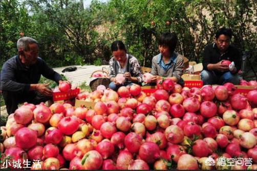 石榴采摘后需要施肥吗？用什么肥料好？