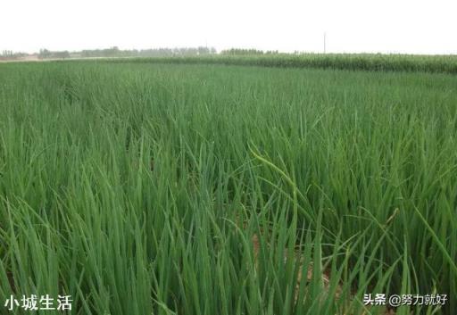 大葱怎么育苗？