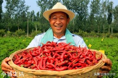 辣椒增产的方法有哪些？
