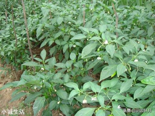 辣椒增产的方法有哪些？