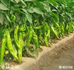 辣椒增产的方法有哪些？