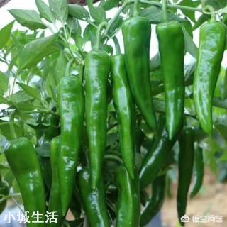 辣椒增产的方法有哪些？