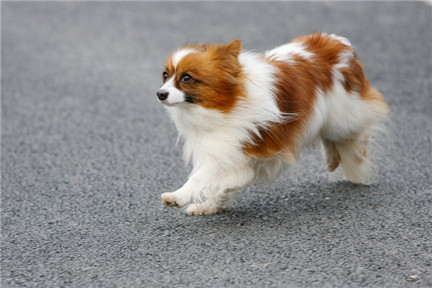 【蝴蝶犬训练】蝴蝶犬多大才可以训练？