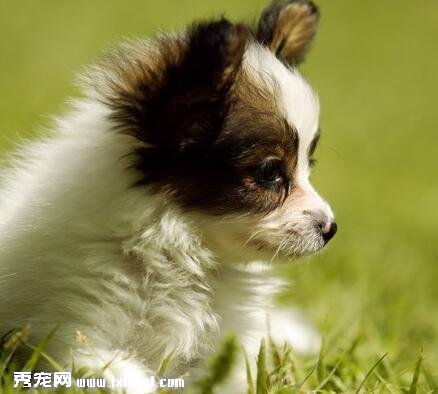 蝴蝶犬感冒给他吃什么药?怎么检查蝴蝶犬是否感冒?