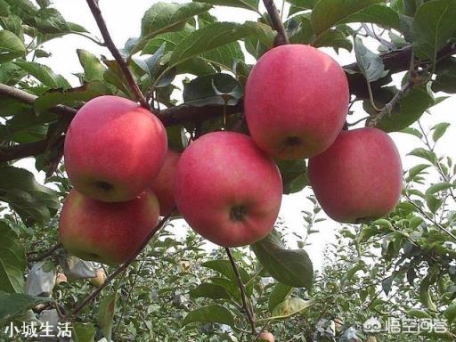 蘋果樹來年的花芽分化時(shí)，需要補(bǔ)充什么元素？