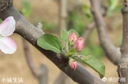 蘋果樹來年的花芽分化時(shí)，需要補(bǔ)充什么元素？