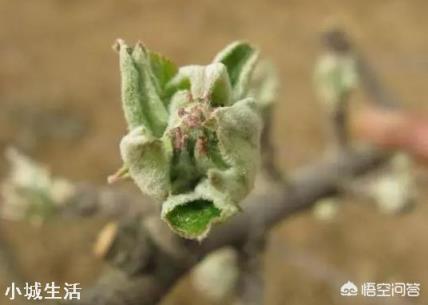 蘋果樹來年的花芽分化時(shí)，需要補(bǔ)充什么元素？