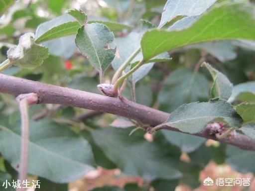 蘋果樹來年的花芽分化時(shí)，需要補(bǔ)充什么元素？