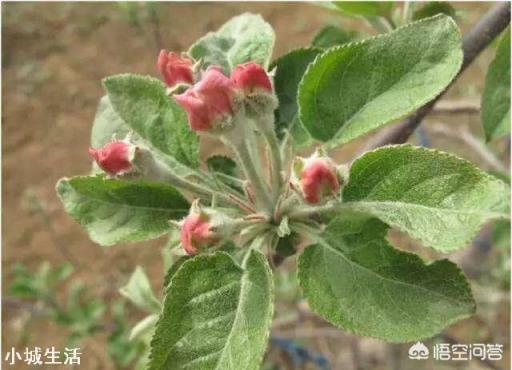 蘋果樹來年的花芽分化時(shí)，需要補(bǔ)充什么元素？