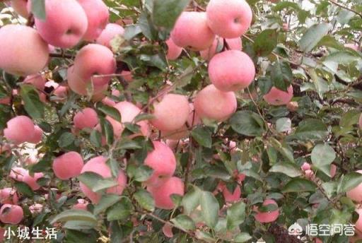 蘋果樹來年的花芽分化時(shí)，需要補(bǔ)充什么元素？