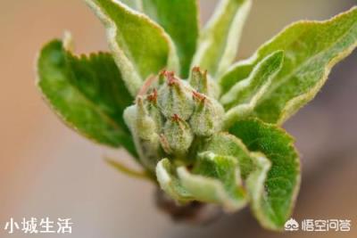 蘋果樹來年的花芽分化時(shí)，需要補(bǔ)充什么元素？