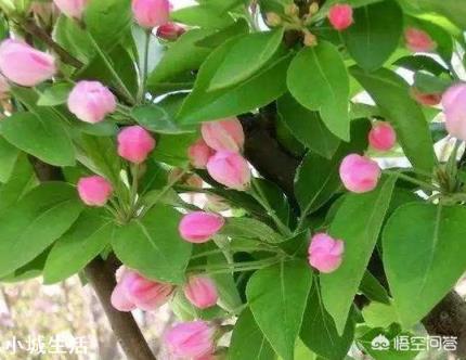 蘋果樹來年的花芽分化時(shí)，需要補(bǔ)充什么元素？