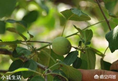 蘋果樹來年的花芽分化時(shí)，需要補(bǔ)充什么元素？