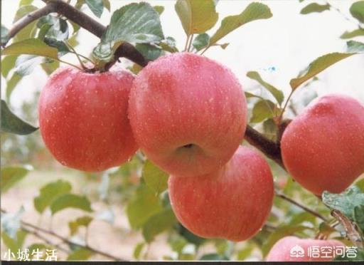 蘋果樹來年的花芽分化時(shí)，需要補(bǔ)充什么元素？