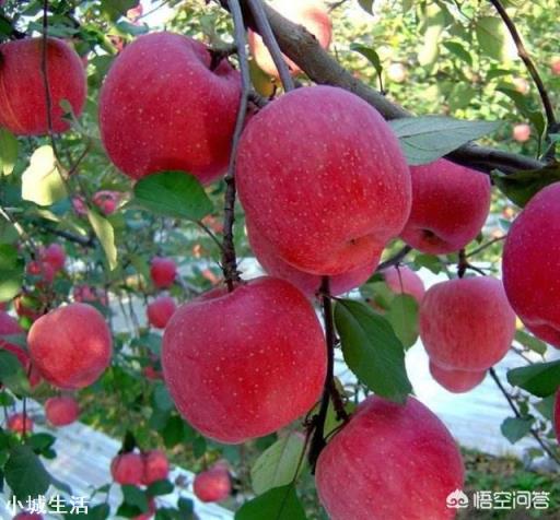 如何克服苹果树的“大小年”问题?