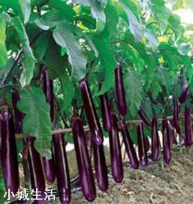 茄子怎么种？种茄子需要注意些什么？