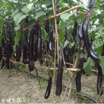 茄子怎么种？种茄子需要注意些什么？