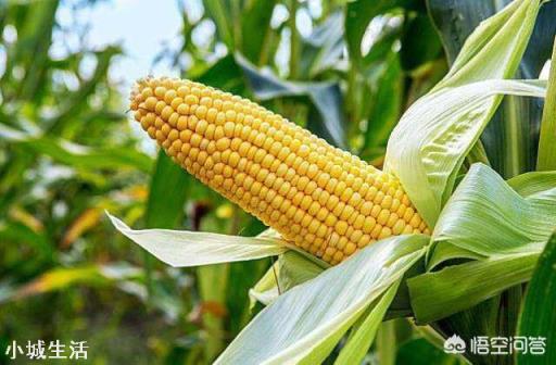 小麦收割之后如何种植夏玉米才能高产？
