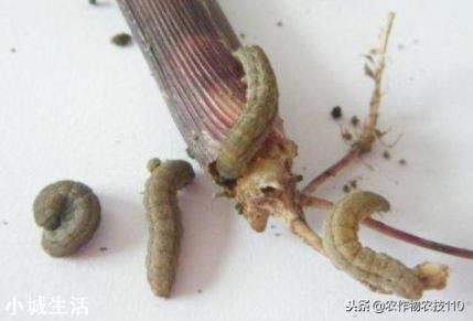 小麦收割之后如何种植夏玉米才能高产？