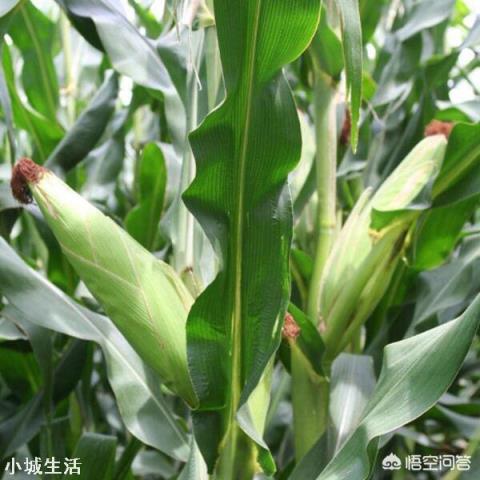 小麦收割之后如何种植夏玉米才能高产？