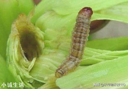 小麦收割之后如何种植夏玉米才能高产？