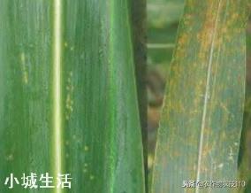 小麦收割之后如何种植夏玉米才能高产？