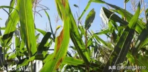 小麦收割之后如何种植夏玉米才能高产？