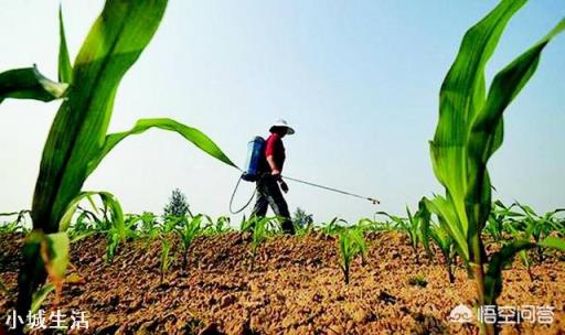 玉米除草,苗前、苗后打药哪个效果好?