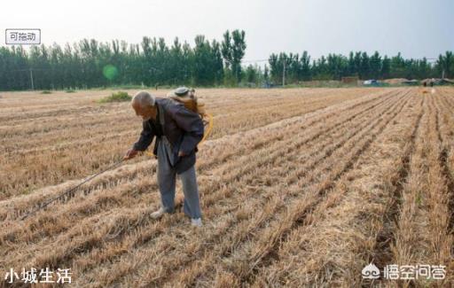 玉米除草,苗前、苗后打药哪个效果好?