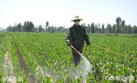 玉米除草,苗前、苗后打药哪个效果好?