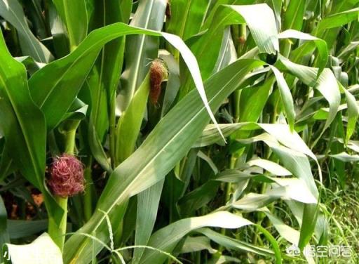玉米除草,苗前、苗后打药哪个效果好?