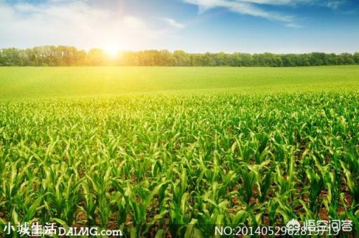 玉米除草,苗前、苗后打药哪个效果好?
