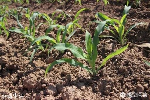 玉米除草,苗前、苗后打药哪个效果好?
