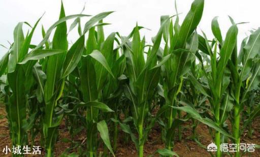 玉米除草,苗前、苗后打药哪个效果好?