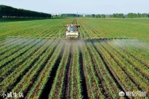 玉米除草,苗前、苗后打药哪个效果好?