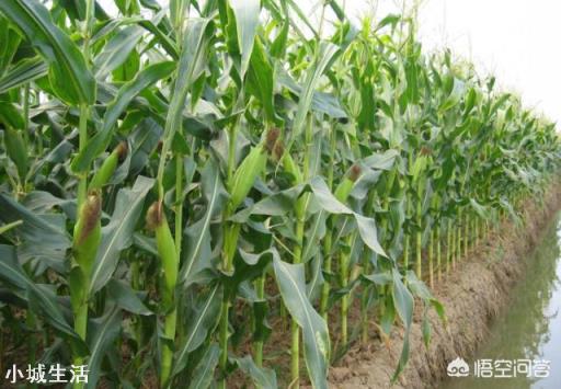 玉米除草,苗前、苗后打药哪个效果好?