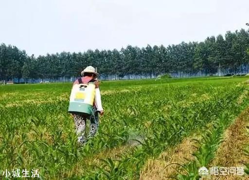 玉米除草,苗前、苗后打药哪个效果好?