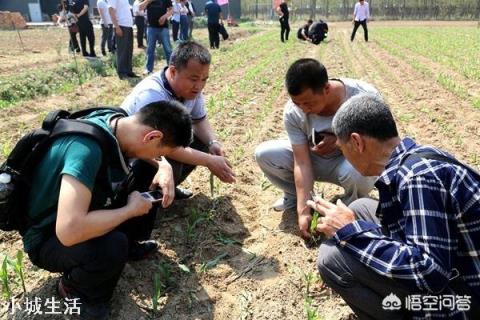 玉米除草,苗前、苗后打药哪个效果好?