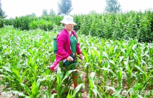 玉米除草,苗前、苗后打药哪个效果好?